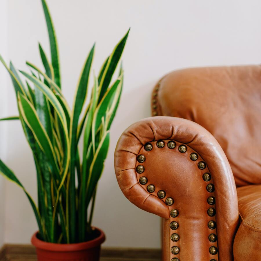Counselling chair and indoor plant