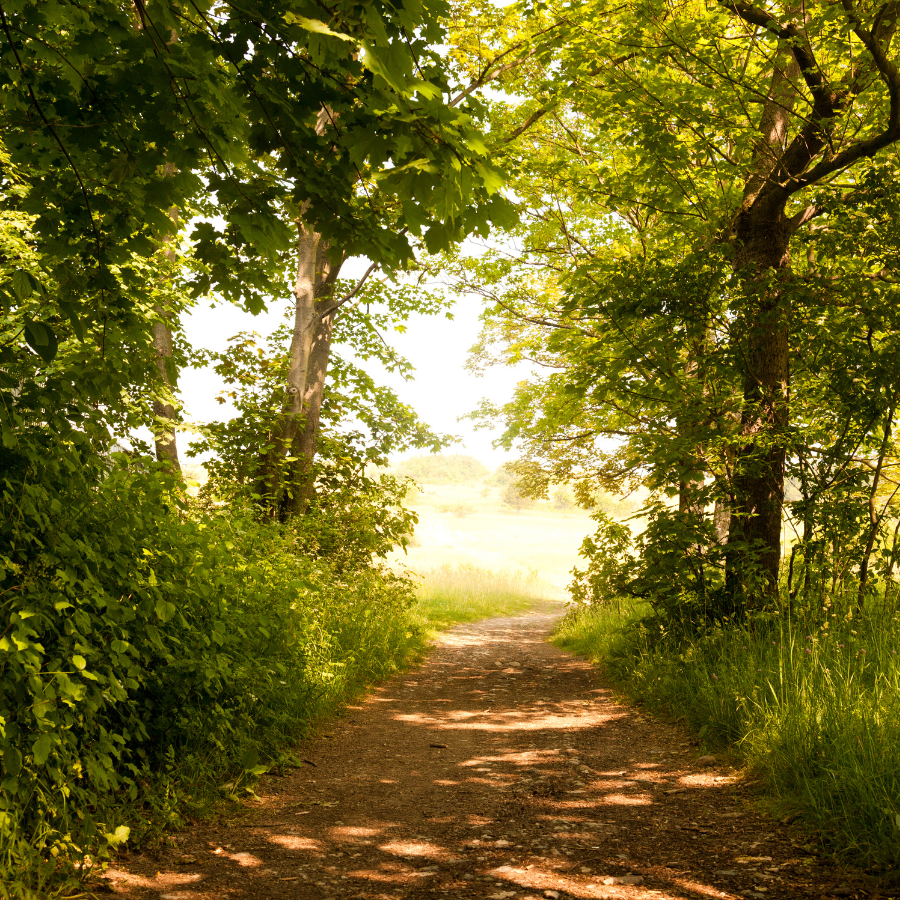 pathways Forest path